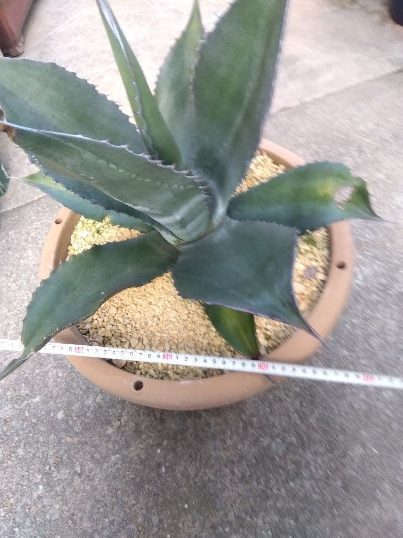 アガベ　ミラビリス　アトロビレンス　大株50センチ❗　な