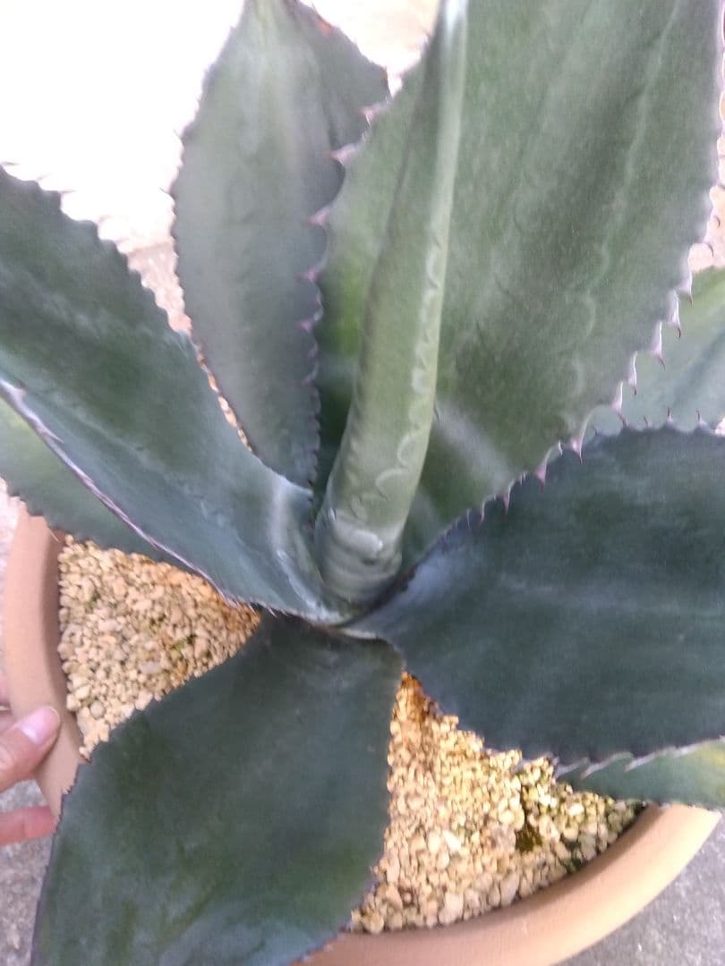 アガベ　ミラビリス　アトロビレンス　大株50センチ❗　な