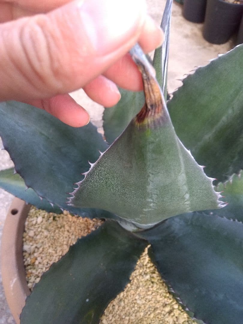 アガベ　ミラビリス　アトロビレンス　大株50センチ❗　な