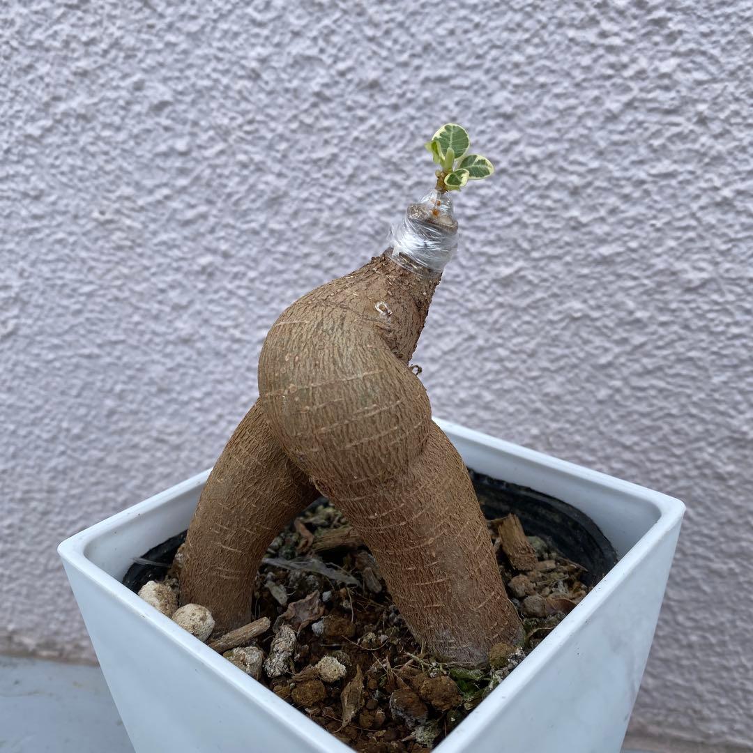 パンダガジュマル 斑入り 超希少 接木・鉢込 発根済み