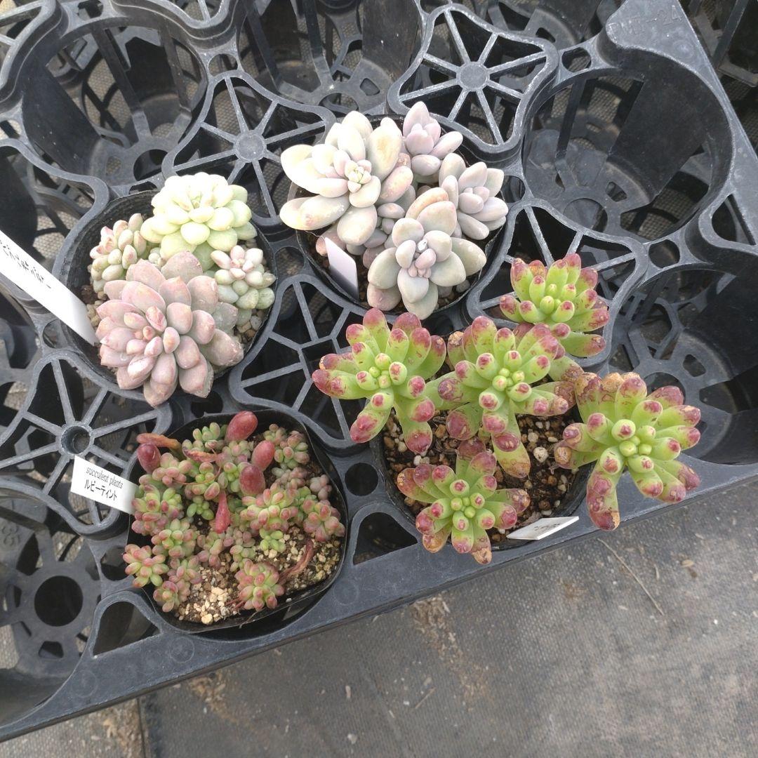 月曜待ち まるうささん専用