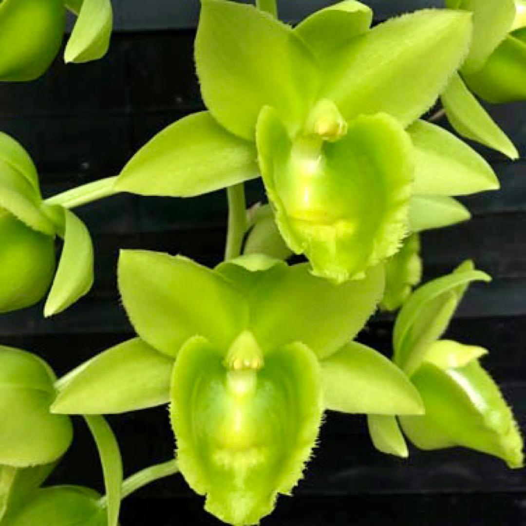 SVO グリーン最新交配 タケノコ蘭 カタセタム Fredclarkeara