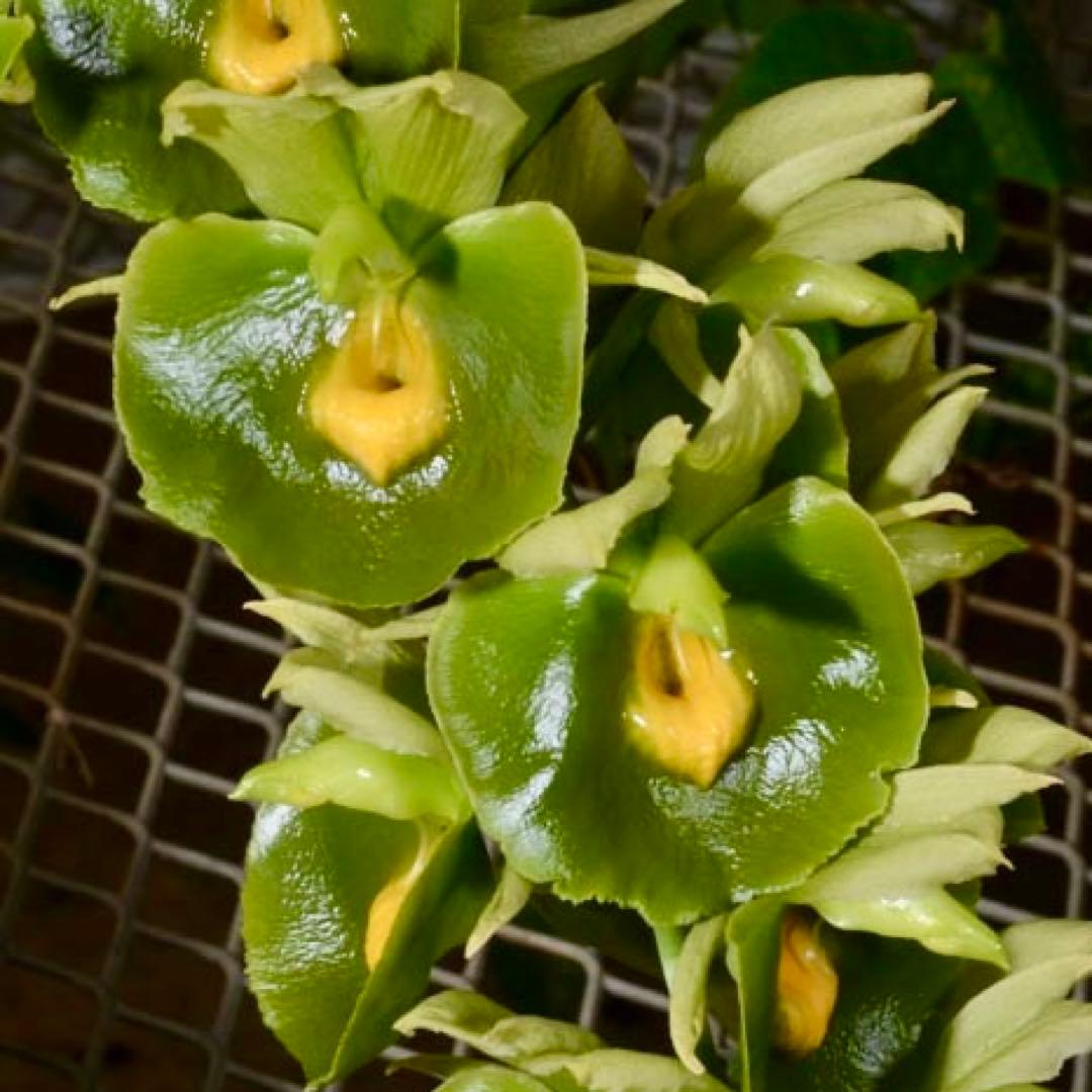 SVO グリーン最新交配 タケノコ蘭 カタセタム Fredclarkeara