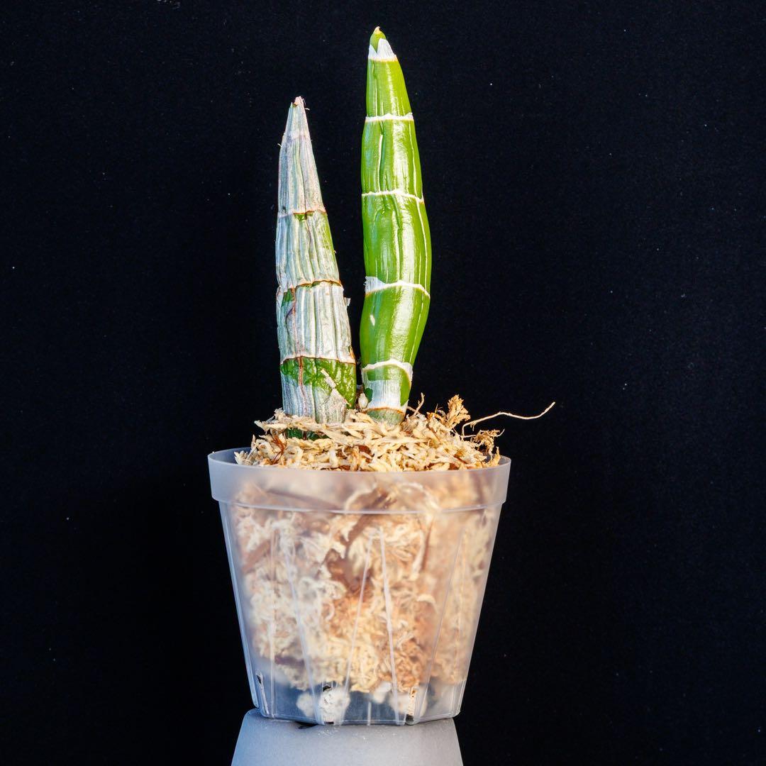 SVO グリーン最新交配 タケノコ蘭 カタセタム Fredclarkeara