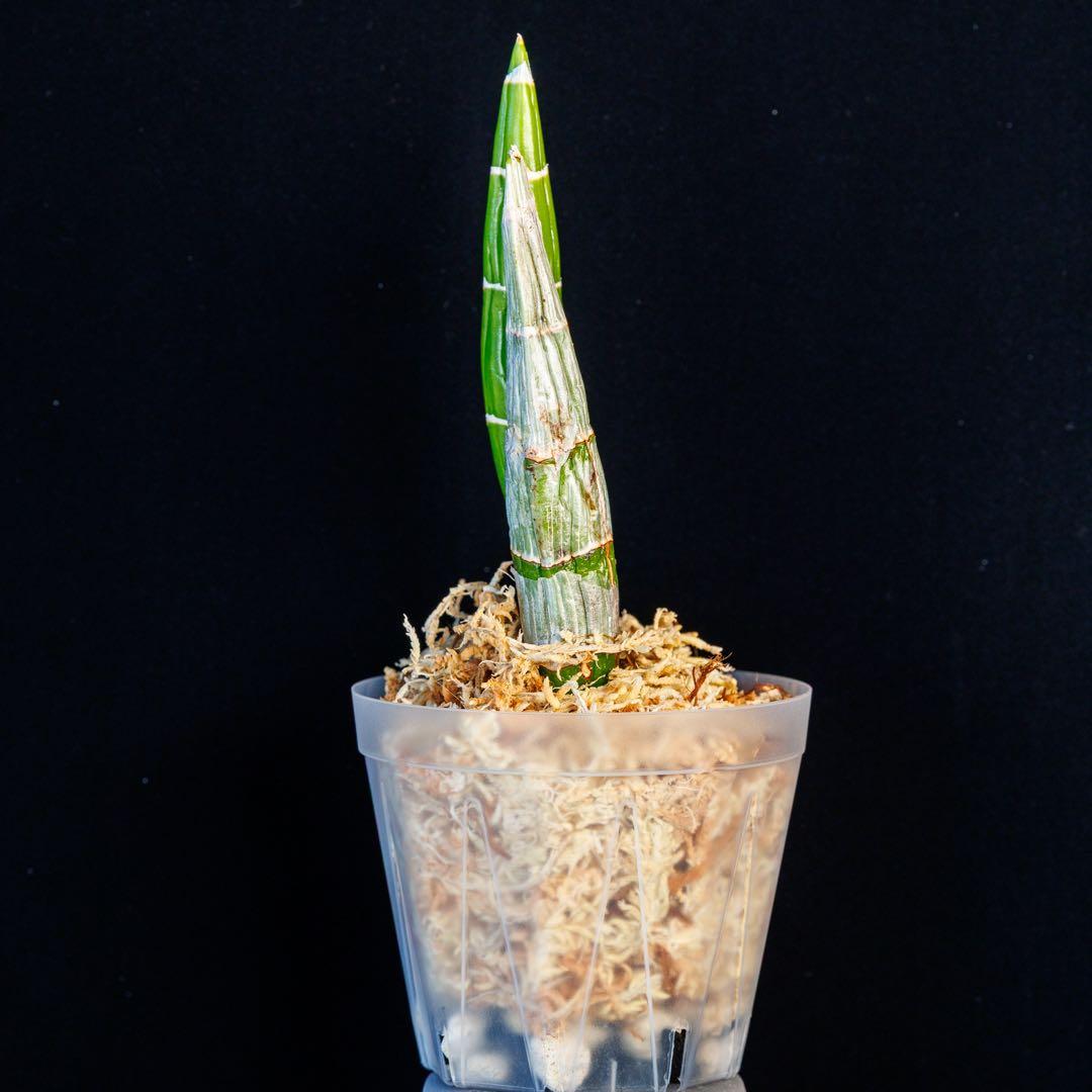 SVO グリーン最新交配 タケノコ蘭 カタセタム Fredclarkeara