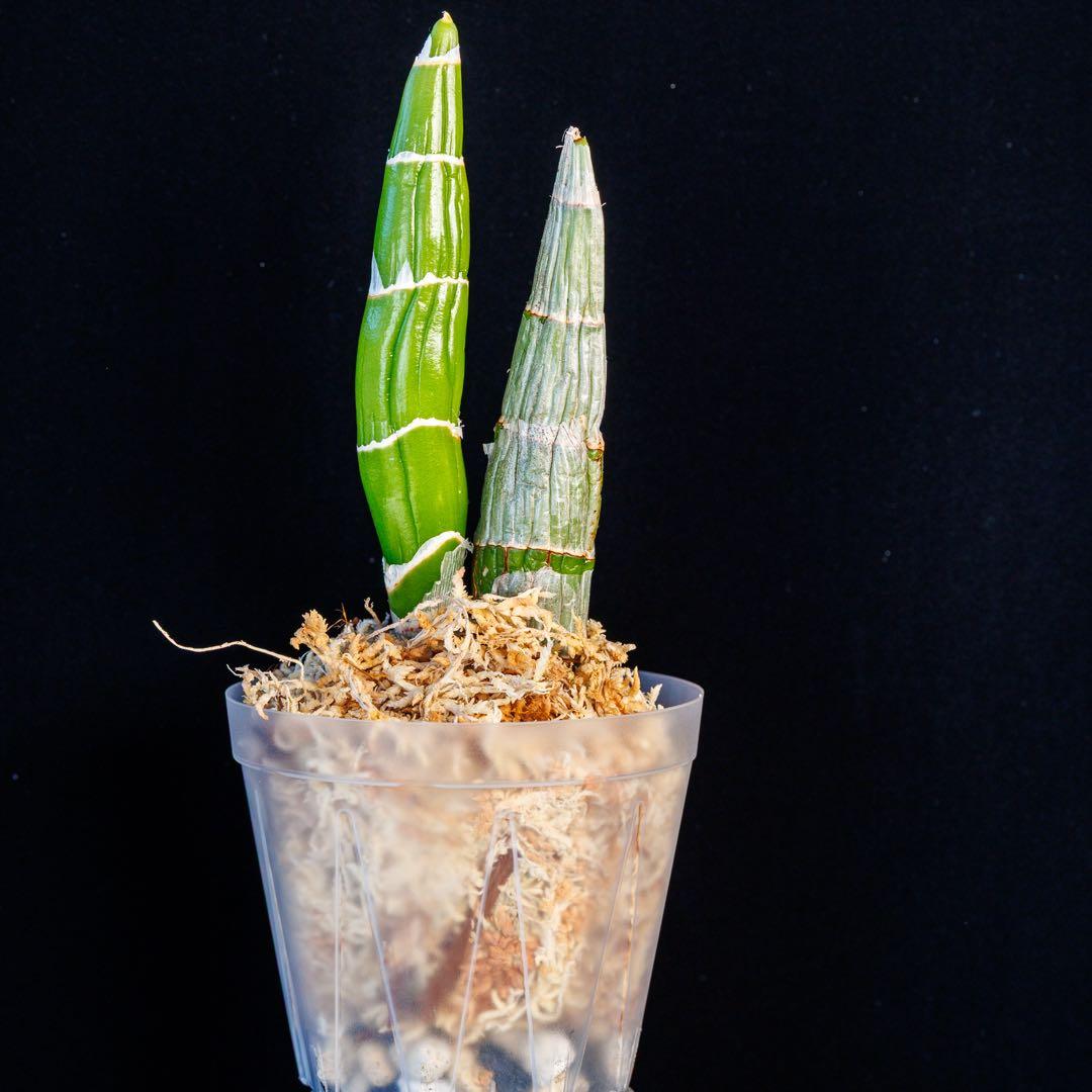 SVO グリーン最新交配 タケノコ蘭 カタセタム Fredclarkeara