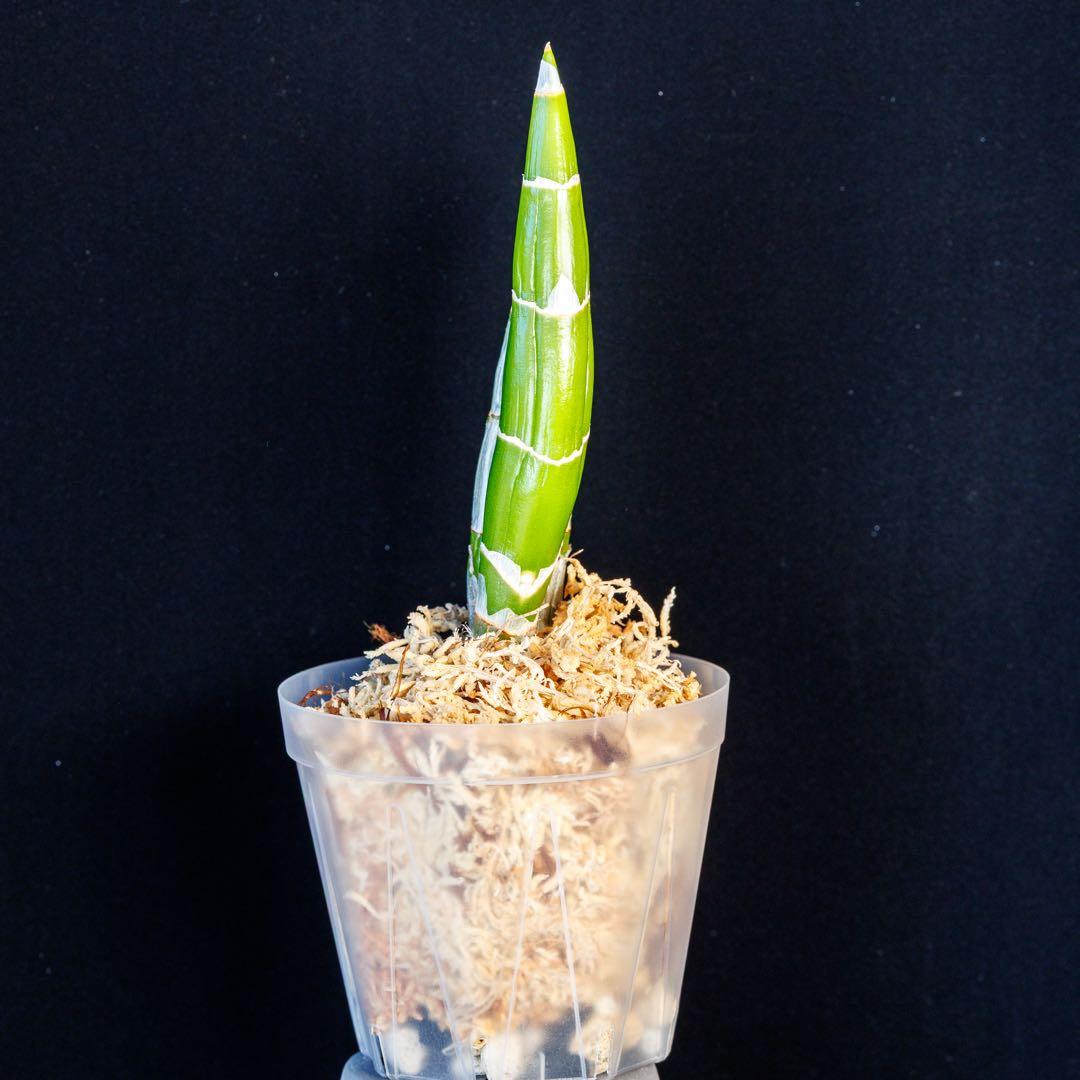 SVO グリーン最新交配 タケノコ蘭 カタセタム Fredclarkeara