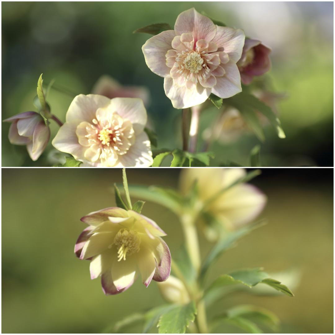 カン クリスマスローズ 開花予定株 SDノスタルジア×DD極小輪蜃気楼