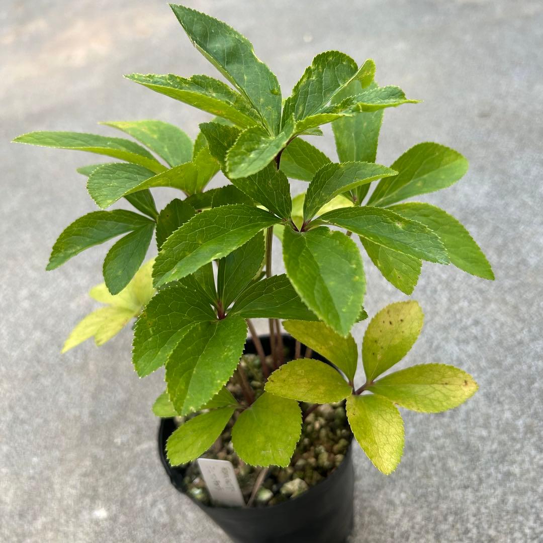 カン クリスマスローズ 開花予定株 SDノスタルジア×DD極小輪蜃気楼