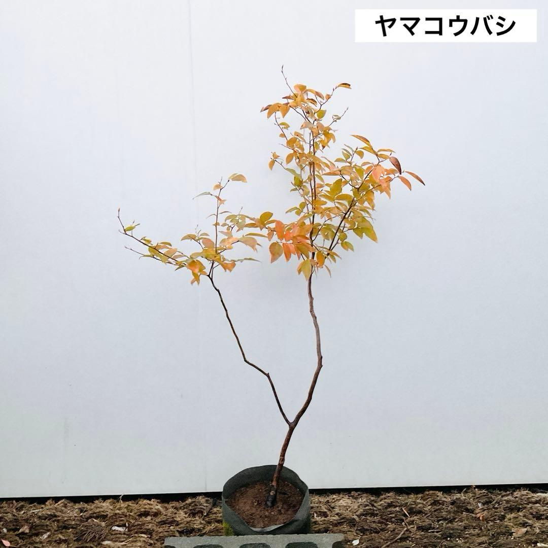 6666さん専用　ヤマコウバシ　　/ 790
