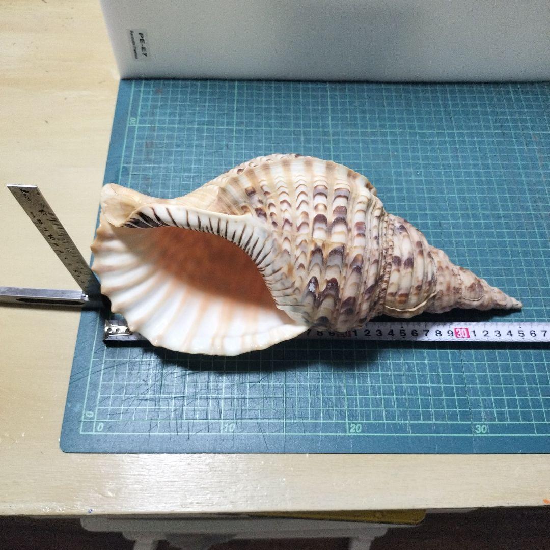 特大法螺貝　ほら貝　ホラ　約36cm　状態良い美品