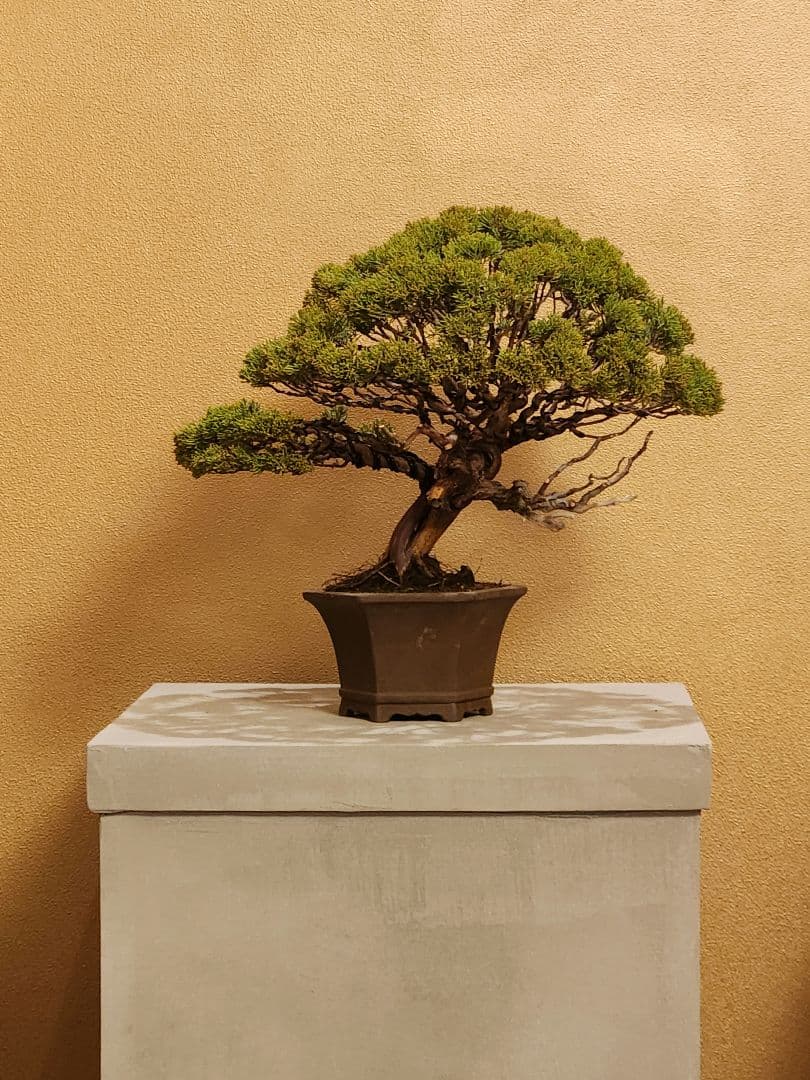 お正月セール 10日まで 小品 糸魚川真柏盆栽 五葉松盆栽 真柏盆栽 懸崖 真柏