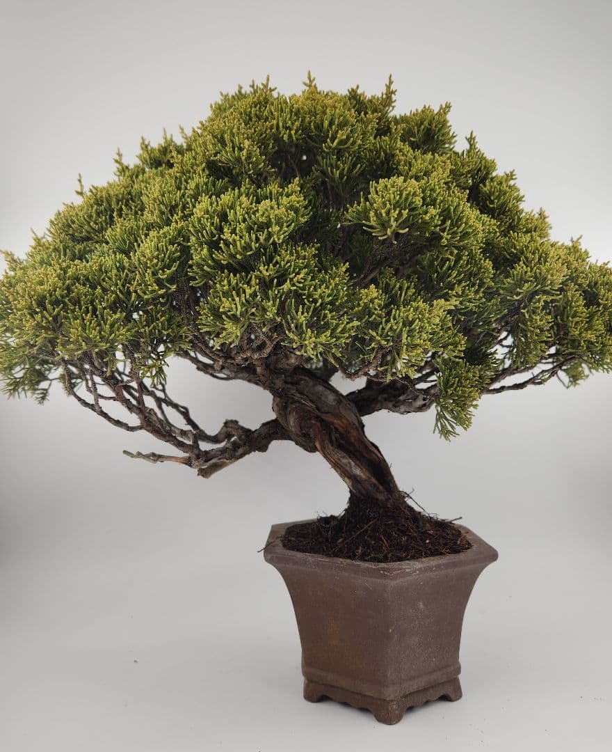 お正月セール 10日まで 小品 糸魚川真柏盆栽 五葉松盆栽 真柏盆栽 懸崖 真柏