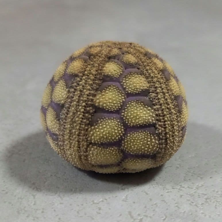 Microcyphus rousseaui　ウニ殻　完品