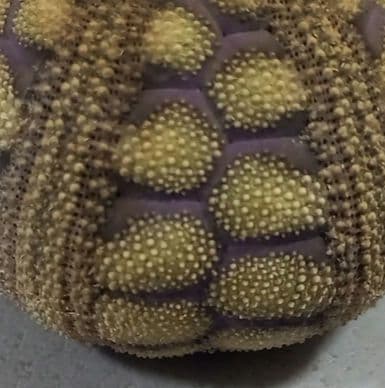 Microcyphus rousseaui　ウニ殻　完品