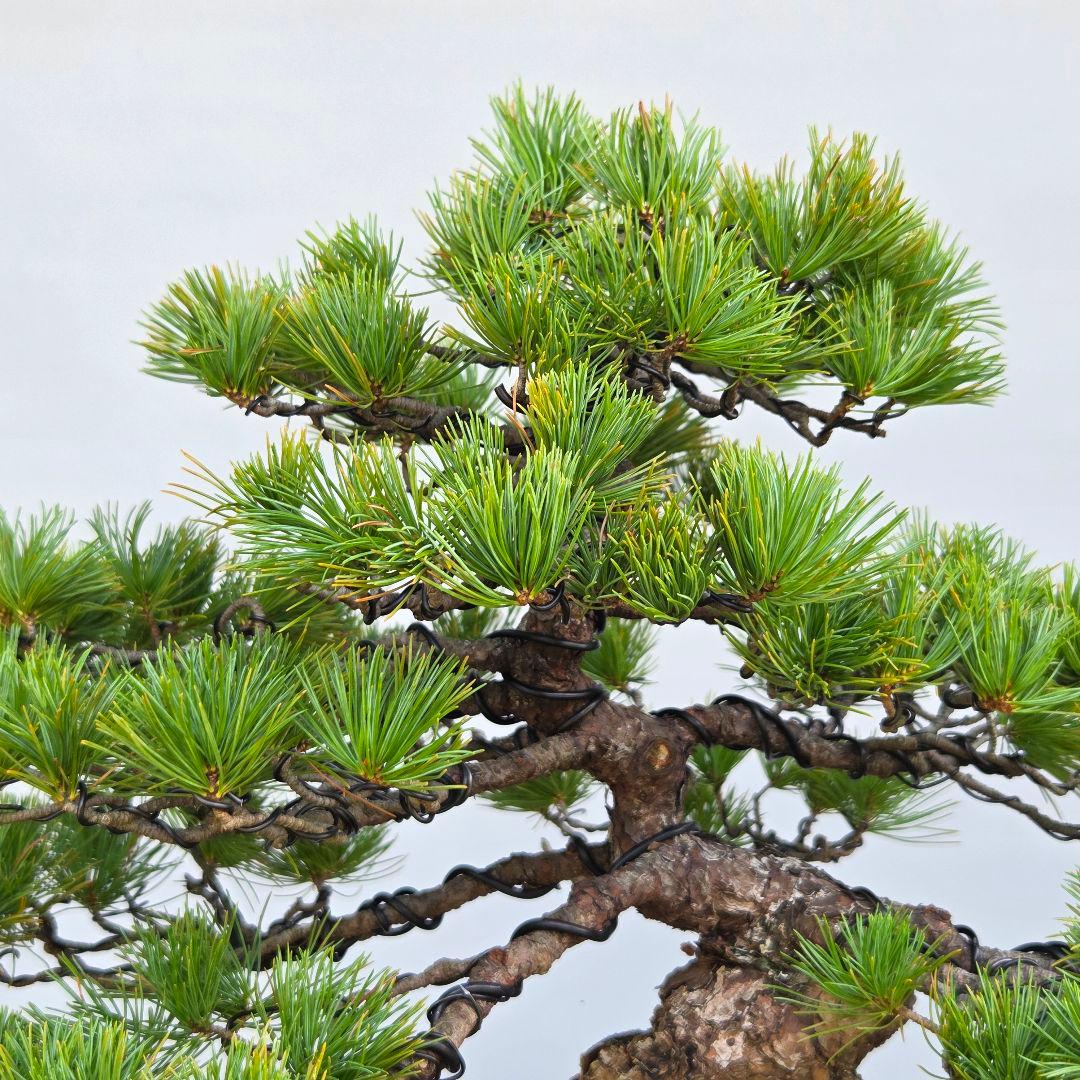 五葉松　[模様木]　中品盆栽