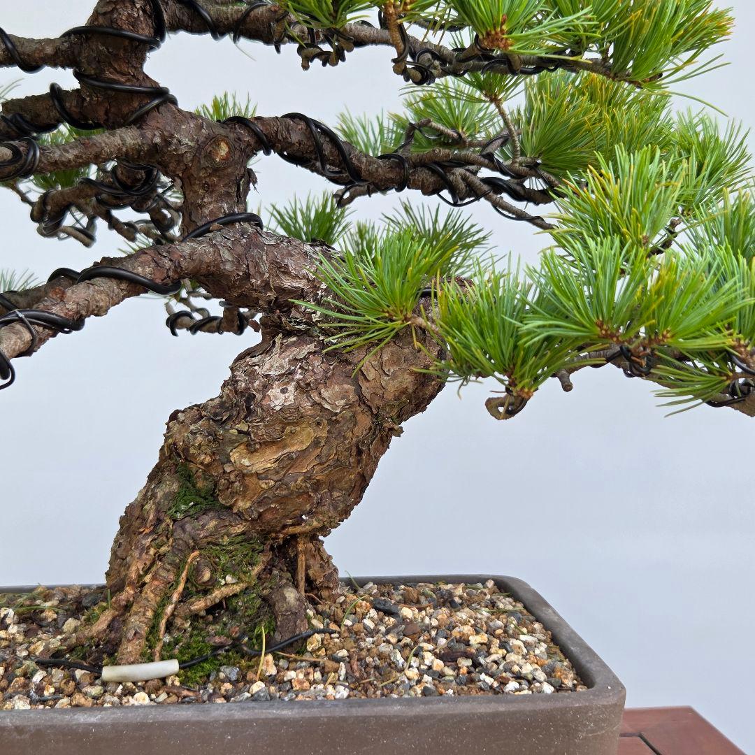 五葉松　[模様木]　中品盆栽