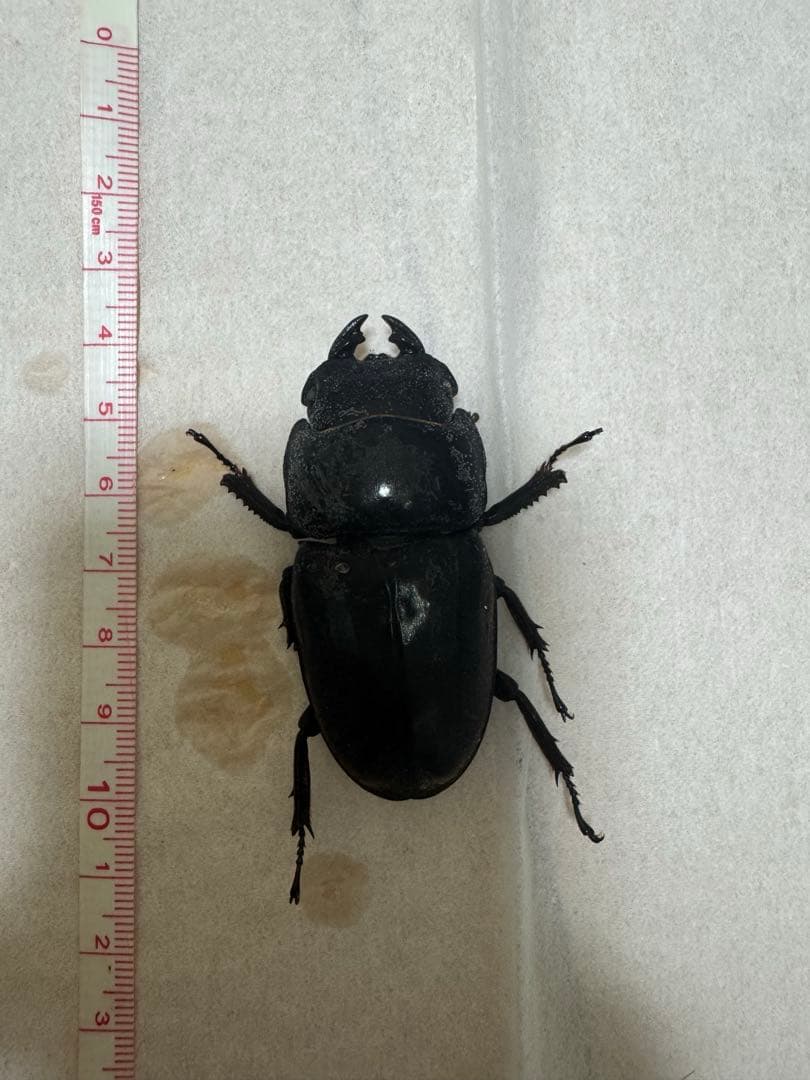 KDT血統　スマトラオオヒラタクワガタ　特大♀ 61.3mm 標本用