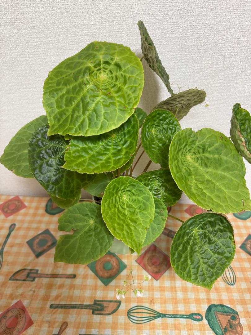 ✨希少種✨ベゴニアフートエンシスBegonia phuthoensis大株・美株