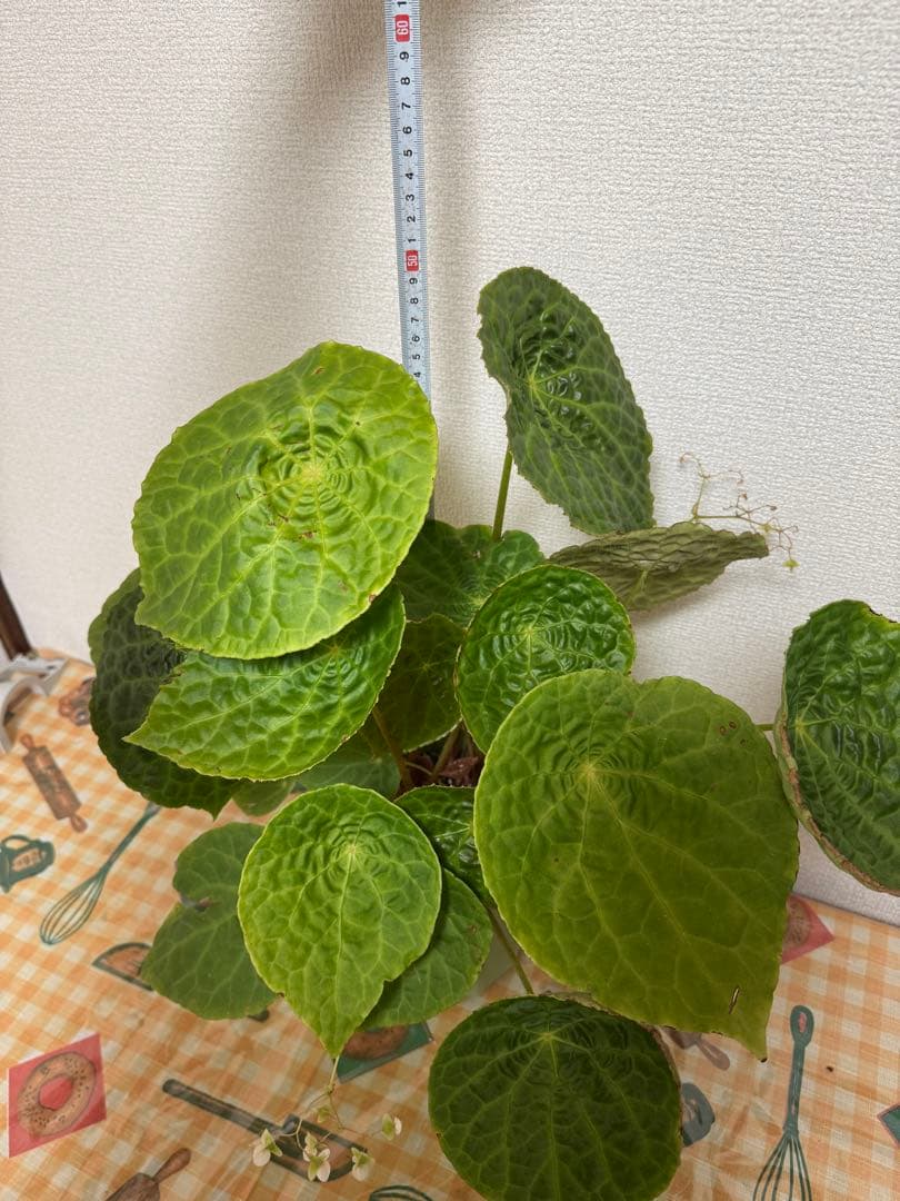 ✨希少種✨ベゴニアフートエンシスBegonia phuthoensis大株・美株