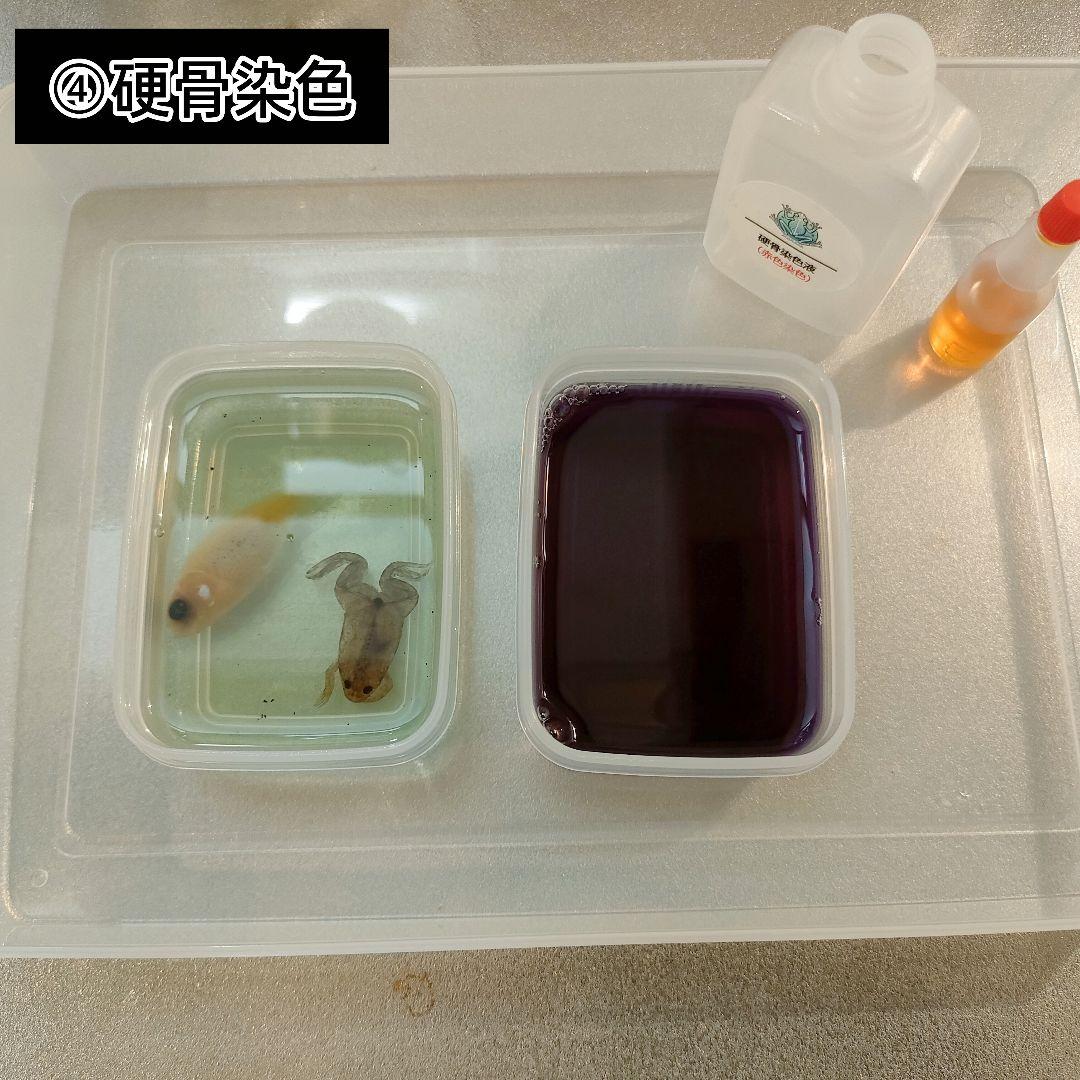 オリジナル商品【透明標本作製キット】(上級) 20点　自由研究 学習教材 改良版