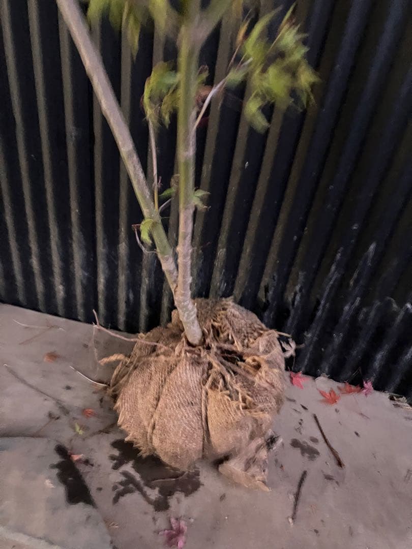 山採り　イロハモミジ