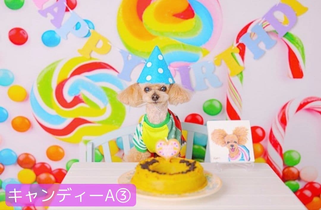 背景布×10枚+2　ペット撮影用ブース　トリミングチョーカー販売中　ペットサロン