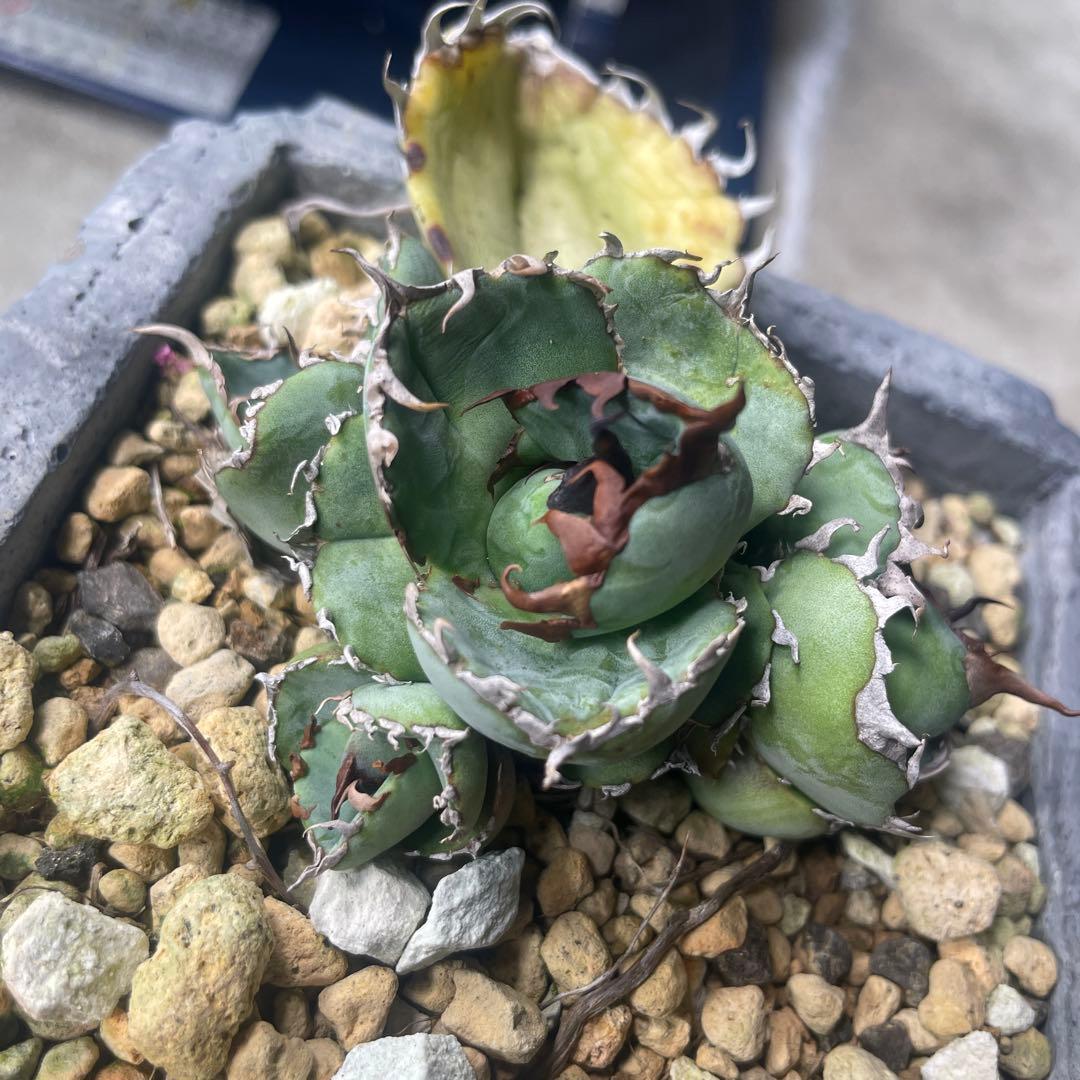 アガベ　チタノタ　【1981】 胴切り子株出品