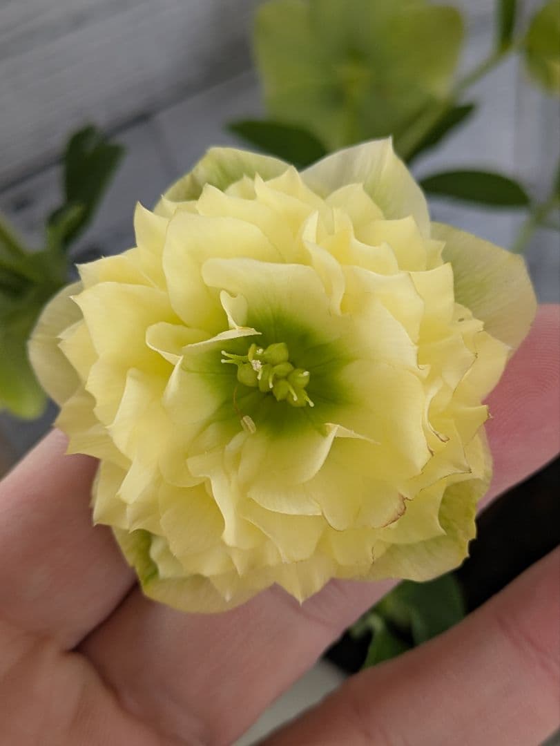 【現品・ポットまま発送】超希少　充実株花もりもり曽田園芸多弁咲きクリスマスローズ