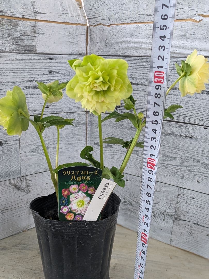 【現品・ポットまま発送】超希少　充実株花もりもり曽田園芸多弁咲きクリスマスローズ