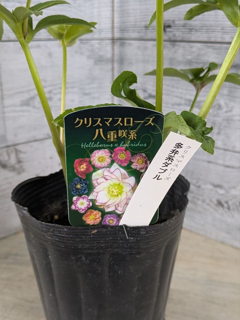 【現品・ポットまま発送】超希少　充実株花もりもり曽田園芸多弁咲きクリスマスローズ