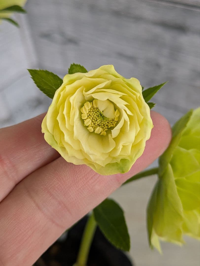 【現品・ポットまま発送】超希少　充実株花もりもり曽田園芸多弁咲きクリスマスローズ