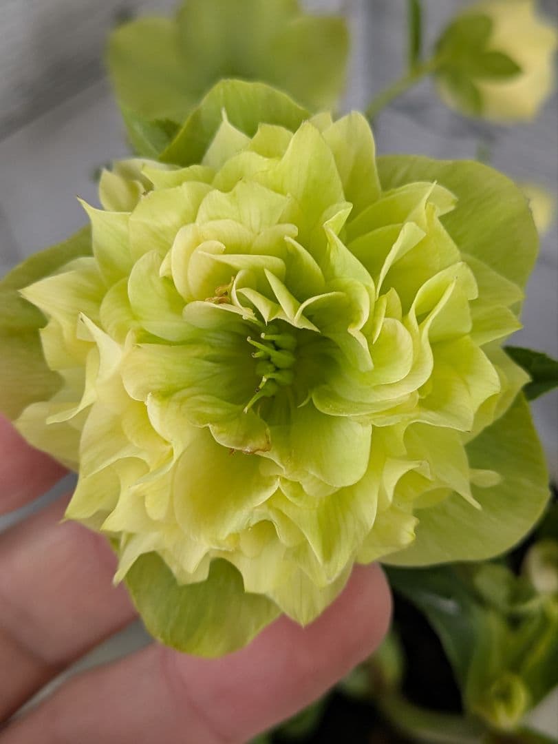 【現品・ポットまま発送】超希少　充実株花もりもり曽田園芸多弁咲きクリスマスローズ