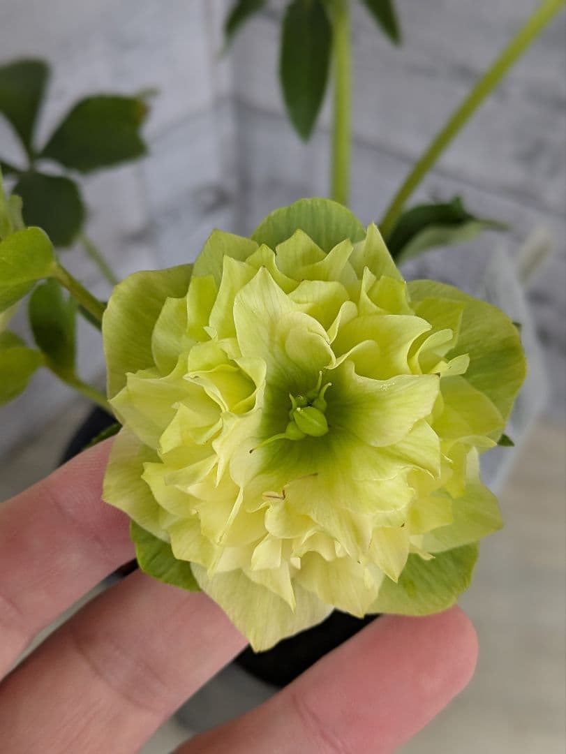 【現品・ポットまま発送】超希少　充実株花もりもり曽田園芸多弁咲きクリスマスローズ