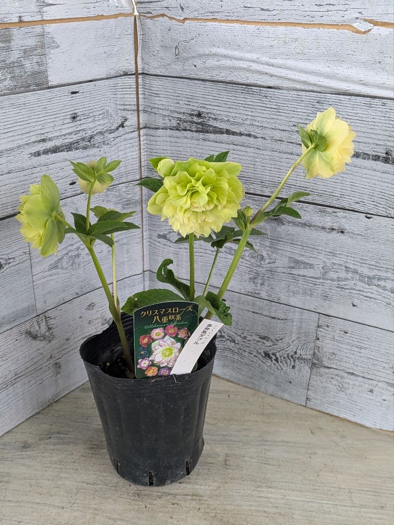 【現品・ポットまま発送】超希少　充実株花もりもり曽田園芸多弁咲きクリスマスローズ