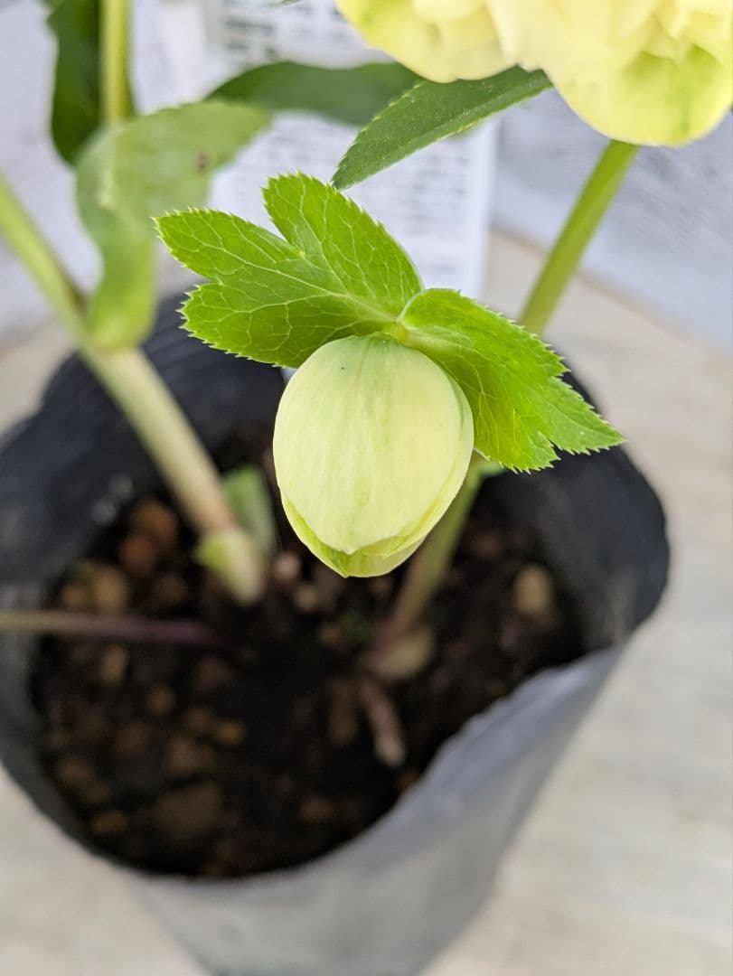 【現品・ポットまま発送】超希少　充実株花もりもり曽田園芸多弁咲きクリスマスローズ