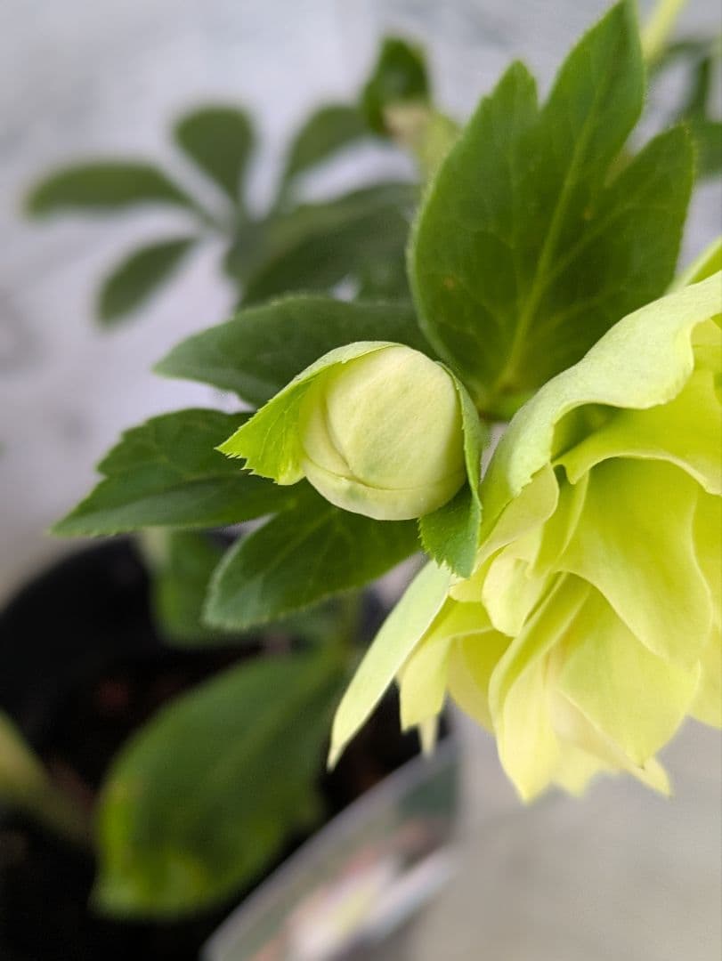 【現品・ポットまま発送】超希少　充実株花もりもり曽田園芸多弁咲きクリスマスローズ