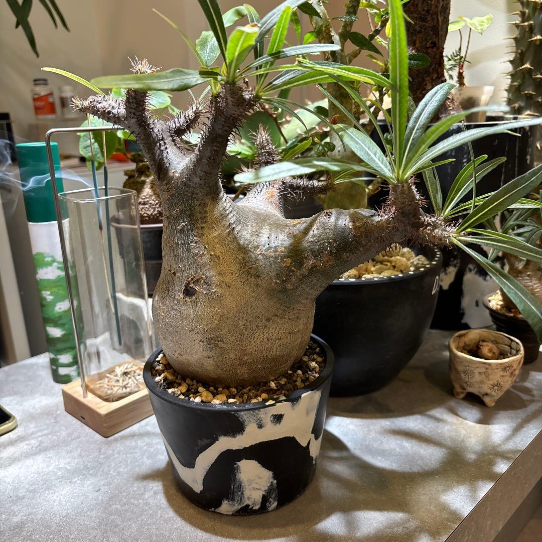 パキポディウムグラキリス