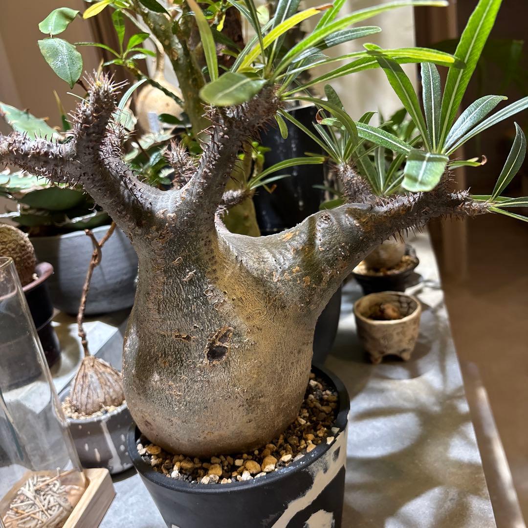 パキポディウムグラキリス