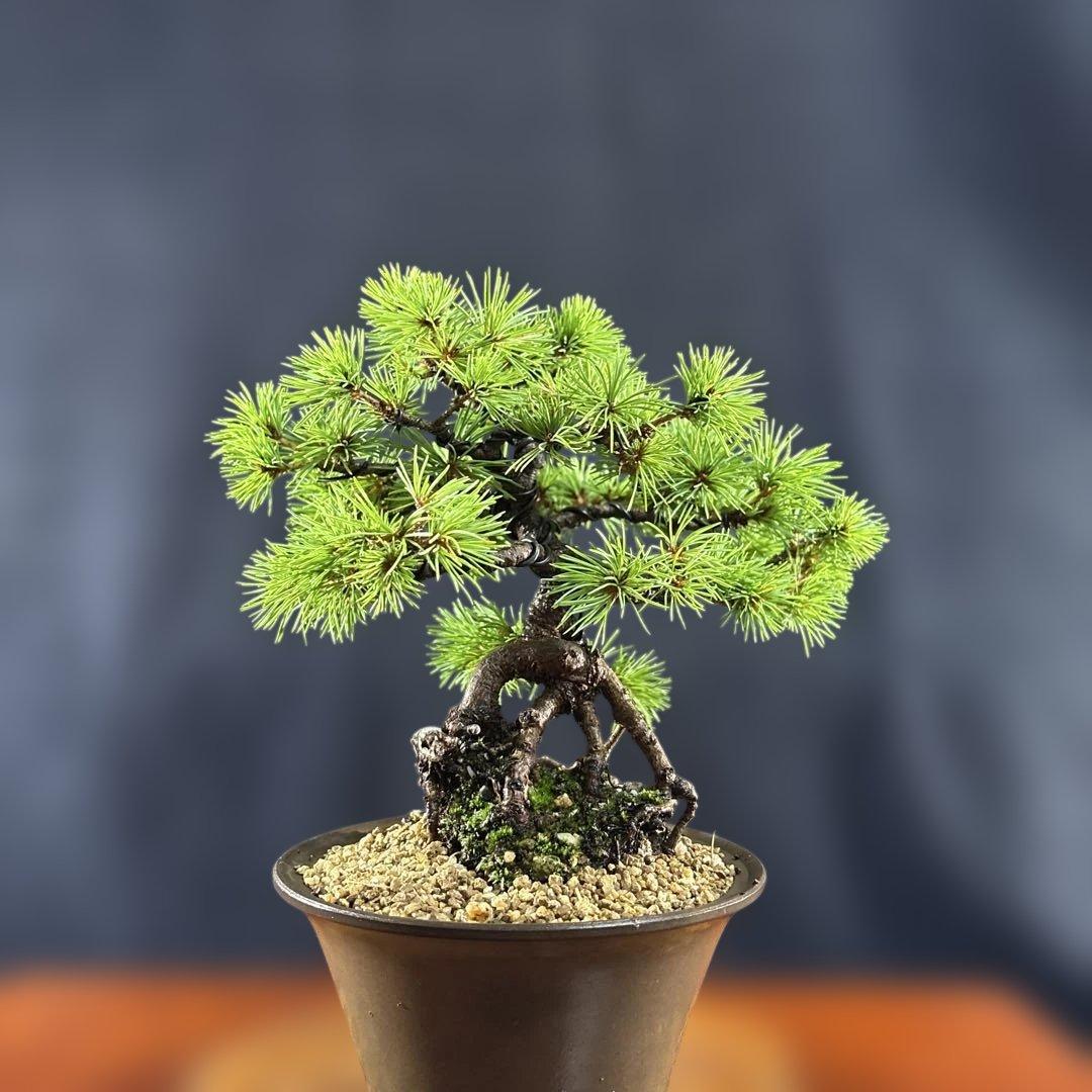 小品盆栽、赤石五葉松、根上り、模様木 目立った汚れ傷無しmedabon