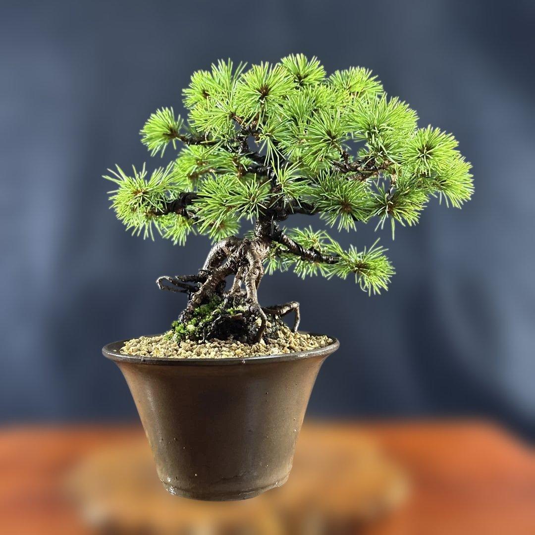 小品盆栽、赤石五葉松、根上り、模様木 目立った汚れ傷無しmedabon