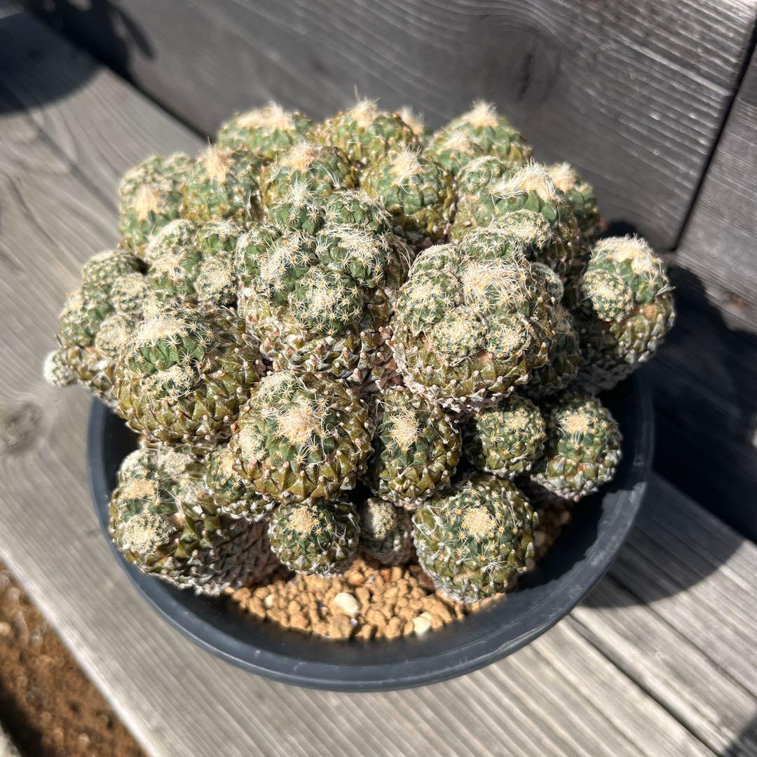 ペレキフォラ【銀牡丹】サボテン