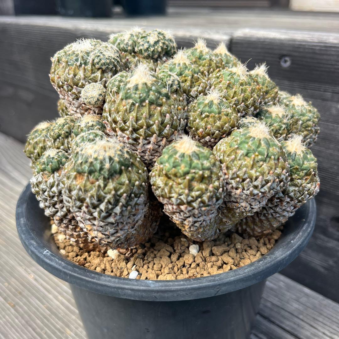 ペレキフォラ【銀牡丹】サボテン