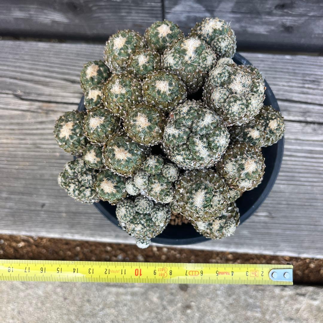 ペレキフォラ【銀牡丹】サボテン