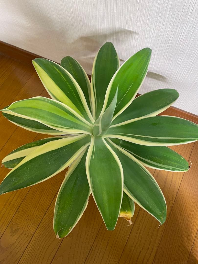 アガベ　アテナータ　White edge with yellow 白覆輪　黄中斑