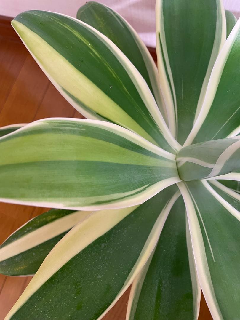 アガベ　アテナータ　White edge with yellow 白覆輪　黄中斑