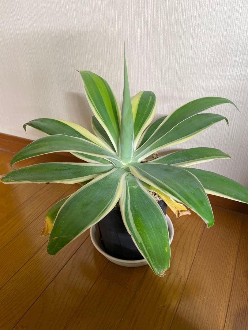 アガベ　アテナータ　White edge with yellow 白覆輪　黄中斑