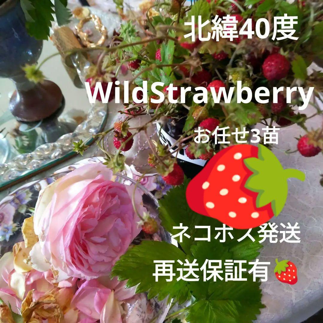 完全無農薬　幸せを運ぶ　野苺【3苗＋種子】野苺お任せ3苗　再送保証有