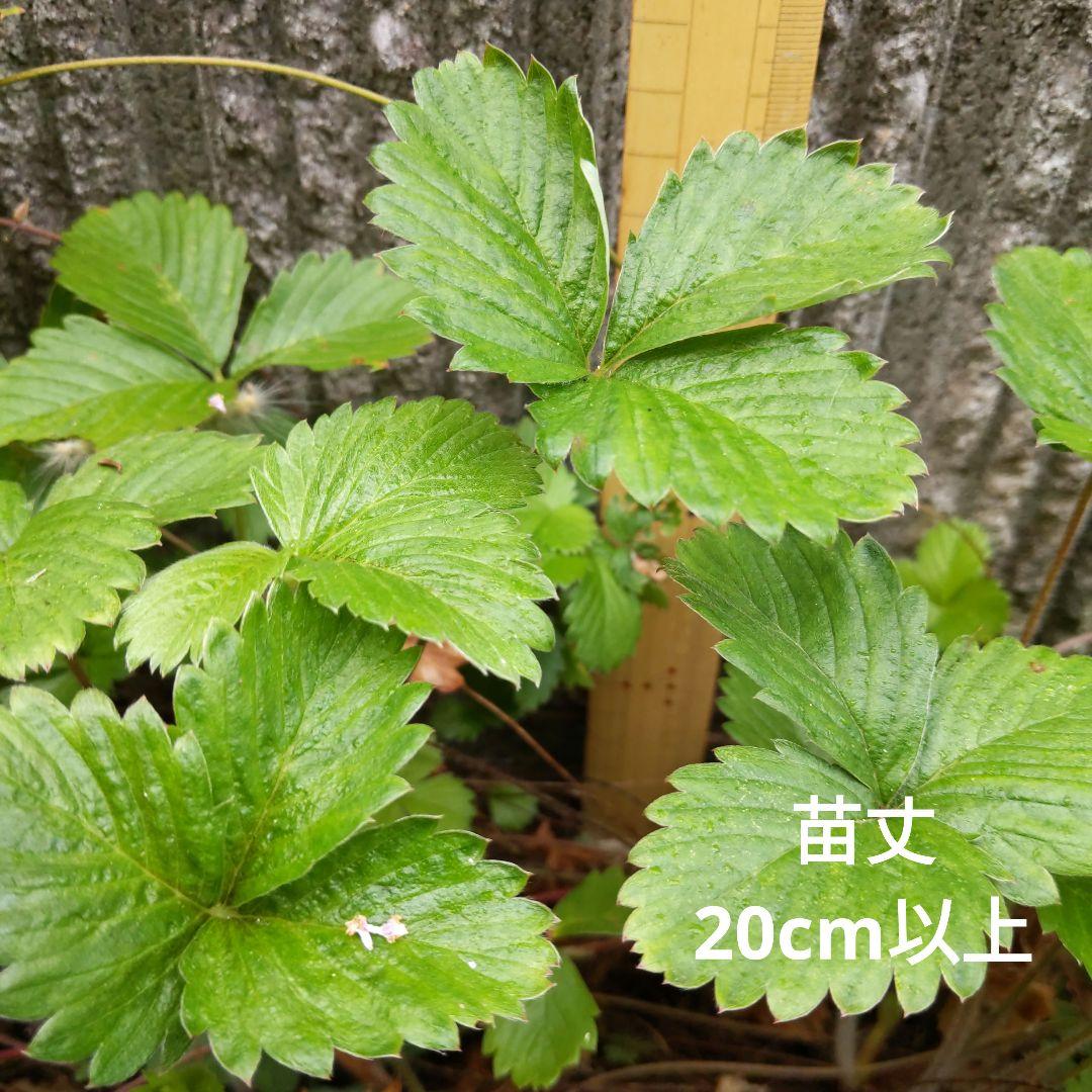 完全無農薬　幸せを運ぶ　野苺【3苗＋種子】野苺お任せ3苗　再送保証有