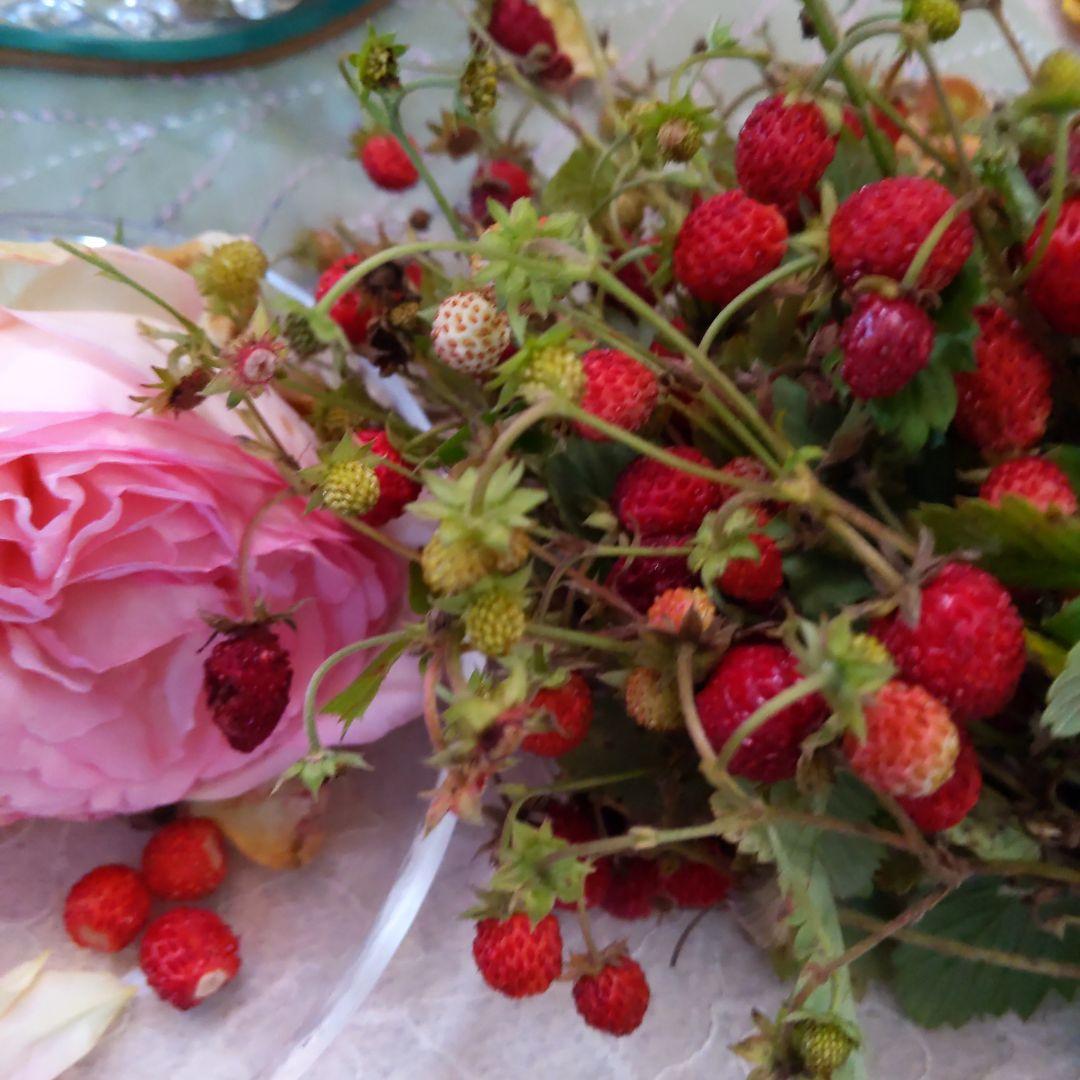 完全無農薬　幸せを運ぶ　野苺【3苗＋種子】野苺お任せ3苗　再送保証有